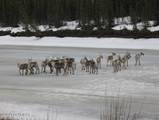 Mi 147.5 Richardson Highway - Photo 20