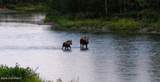Mi 147.5 Richardson Highway - Photo 21