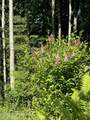 9803 King Arthur Drive - Photo 92