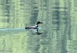 USS 3625 Lot 5 Portion Chilkat Lake - Photo 7