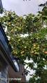 29090 Mickeys Loop - Photo 51