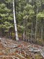 000 Lake Road - Photo 4