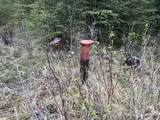23650 Lost Street - Photo 4
