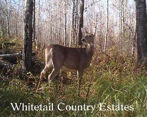 Lot 7 27331 Township Road 481 - Photo 1