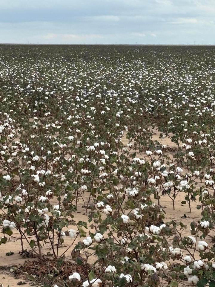  Parsley Road - Photo 1