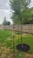 8908 Zoe Drive - Photo 20