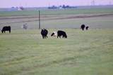 6675 Hwy 86 - Photo 52