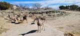 117 Lobo Drive - Photo 40