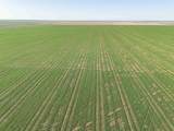  Friemel 980 Acres - Photo 6