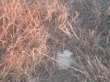 38801 Goathead Road Road - Photo 18
