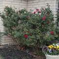 3 Sandstone Drive - Photo 71
