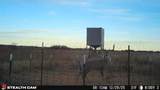  237.5 Acres Cottle County - Photo 65