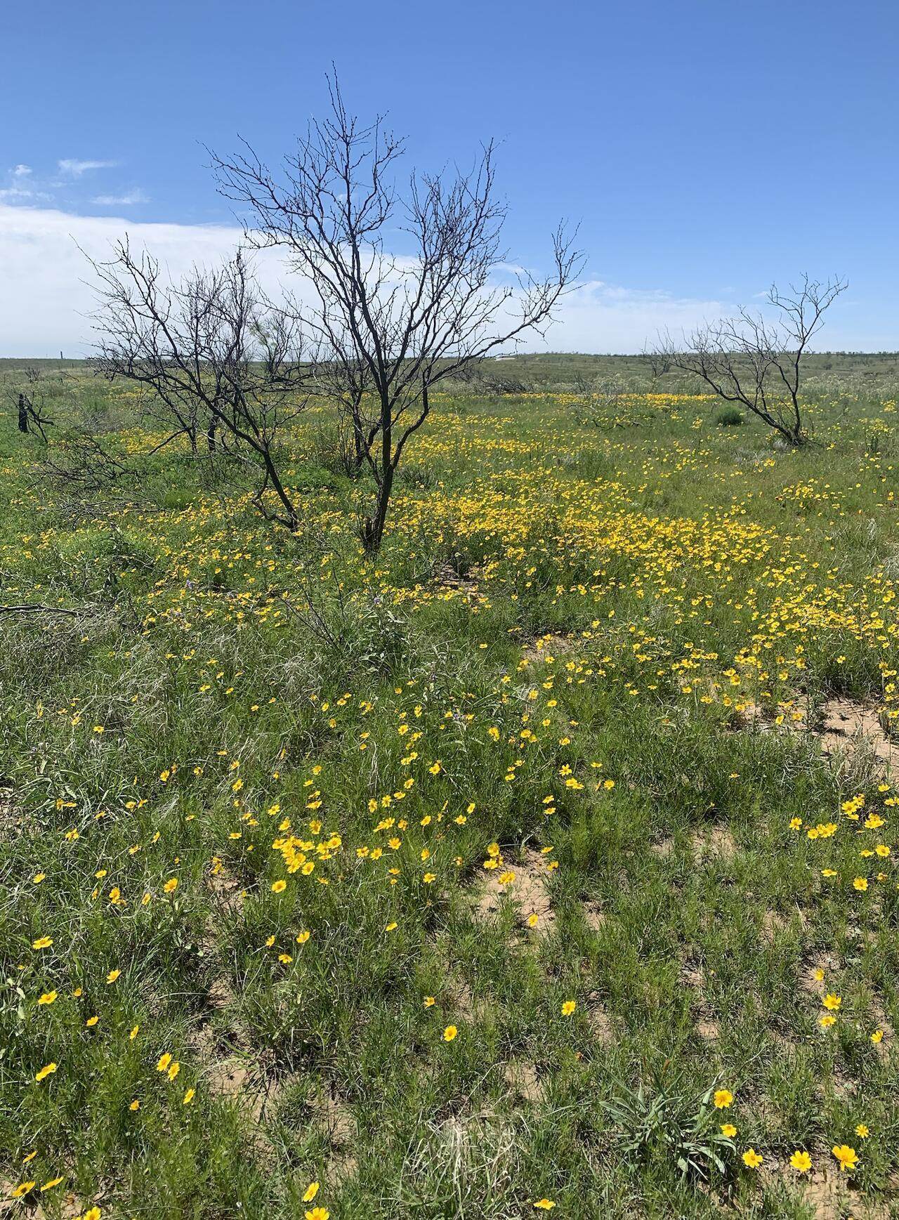 https://bt-photos.global.ssl.fastly.net/amarillo/1280_boomver_1_25-3182-2.jpg