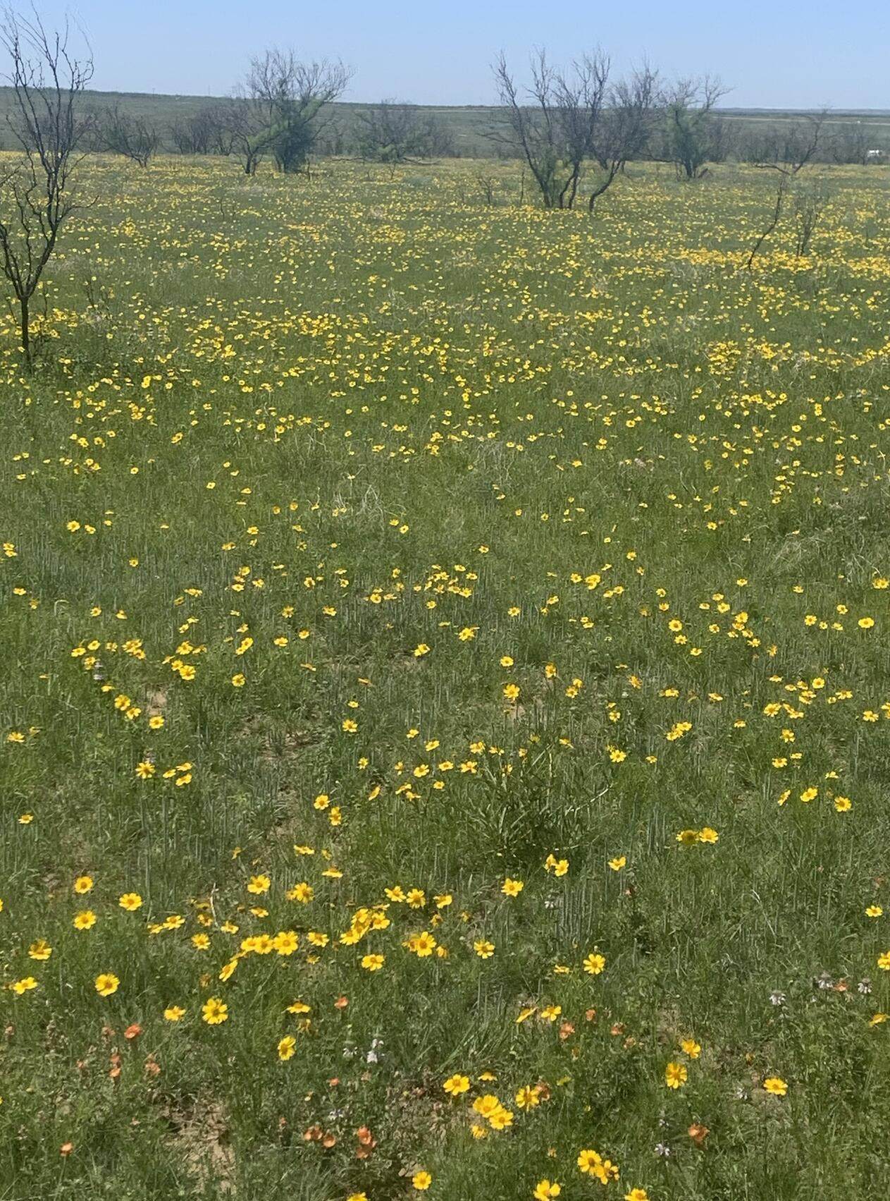 https://bt-photos.global.ssl.fastly.net/amarillo/1280_boomver_1_25-3182-2.jpg