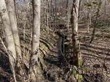 00 Beardon Hollow Road - Photo 3