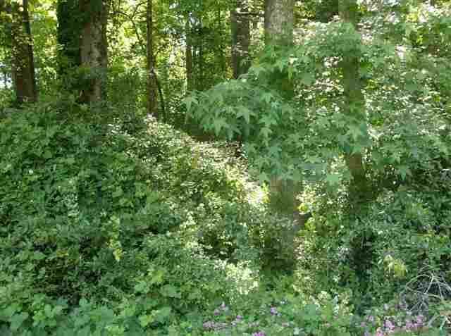Lot 19 Woodland Drive - Photo 1