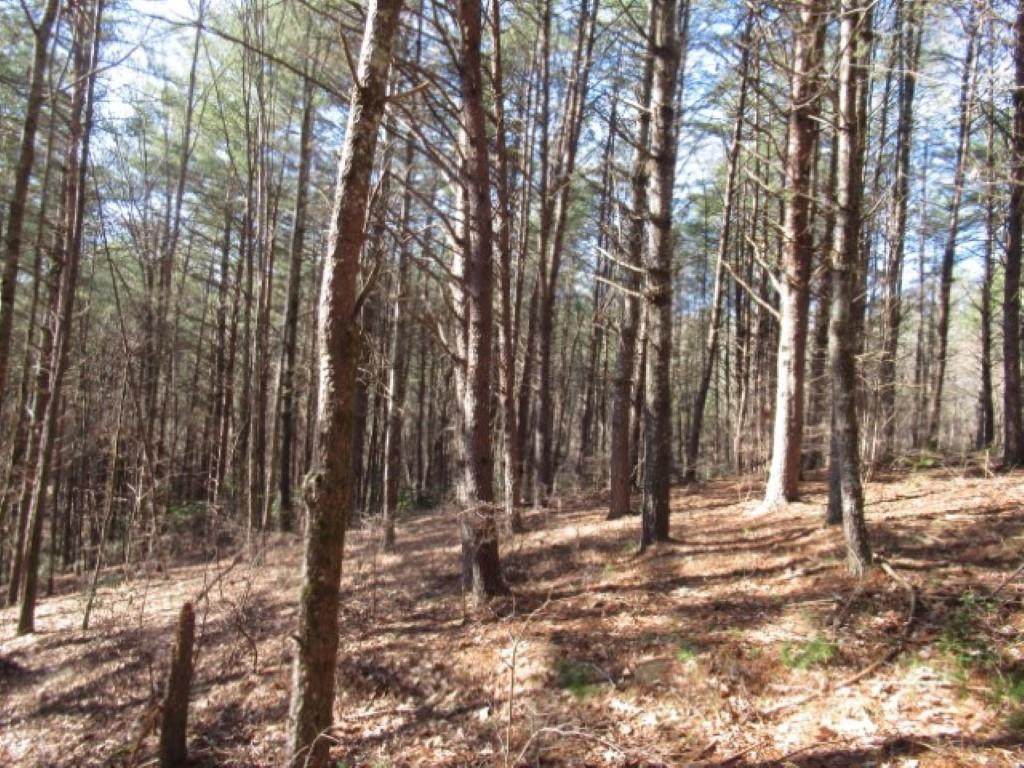 Lot 10 Sweet Shrub Court - Photo 1