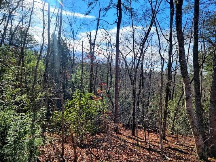 LOT 13 Right Branch Drive - Photo 1