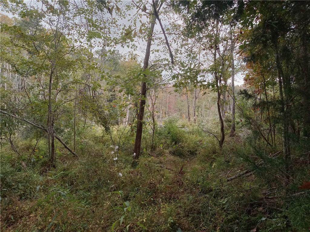 00 Cedar Creek Lane - Photo 1