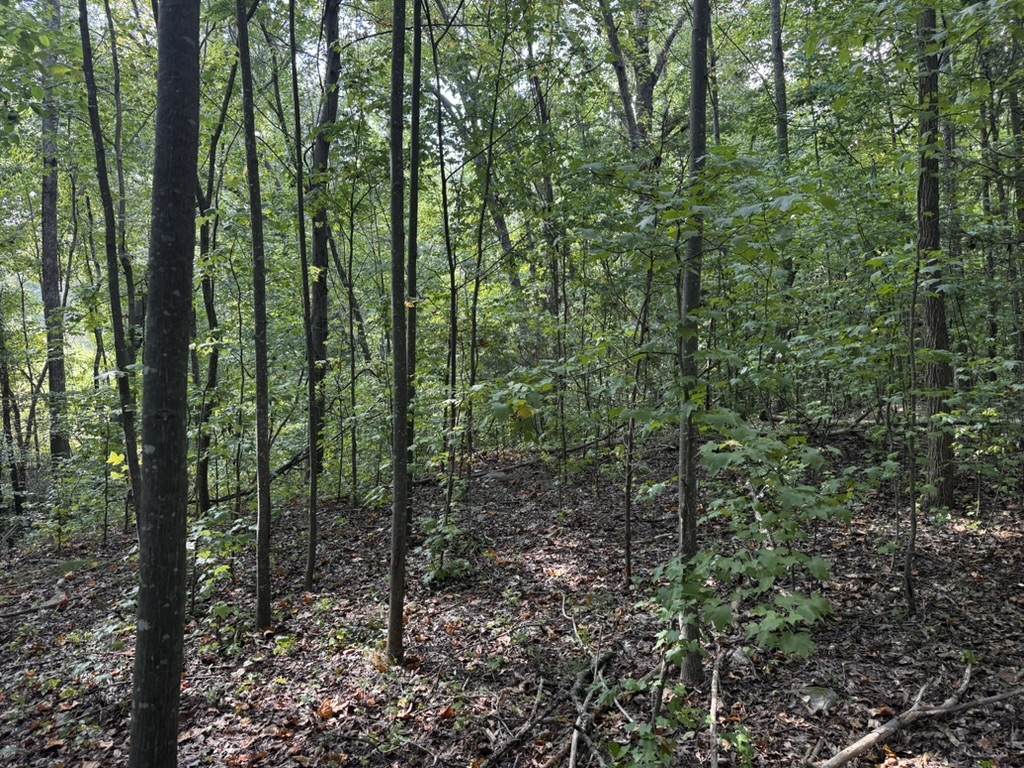 1146 Little Mountain Road - Photo 1
