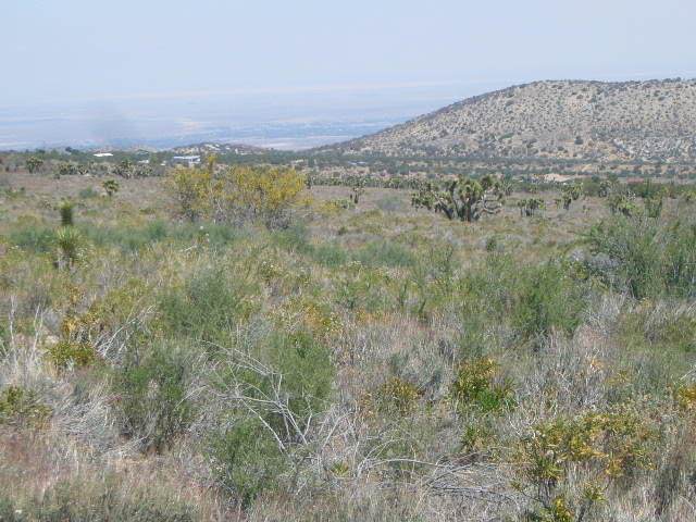 0 Vac/Juniper Hills Rd/Vic 121st - Photo 1