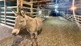 13585 Andy Jack Road - Photo 43