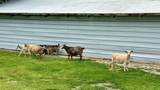 13585 Andy Jack Road - Photo 50