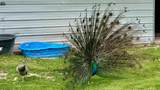 13585 Andy Jack Road - Photo 51