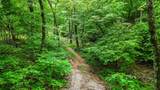 TBD 21.34 Acres Cove Creek - Photo 3