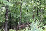 001-02314-001 Green Forest Trail - Photo 13