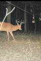 1029 Bear Hollow Road - Photo 42
