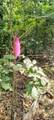 TBD Coquet Lane - Photo 1