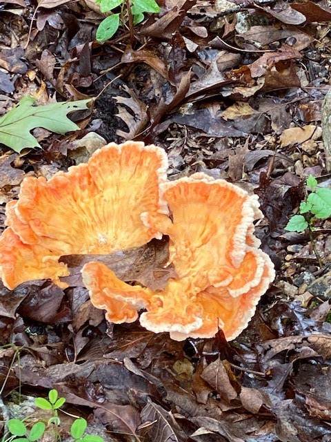 https://bt-photos.global.ssl.fastly.net/arkansas/orig_boomver_1_1324986-2.jpg