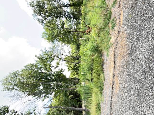 https://bt-photos.global.ssl.fastly.net/arkansas/orig_boomver_1_1355061-2.jpg
