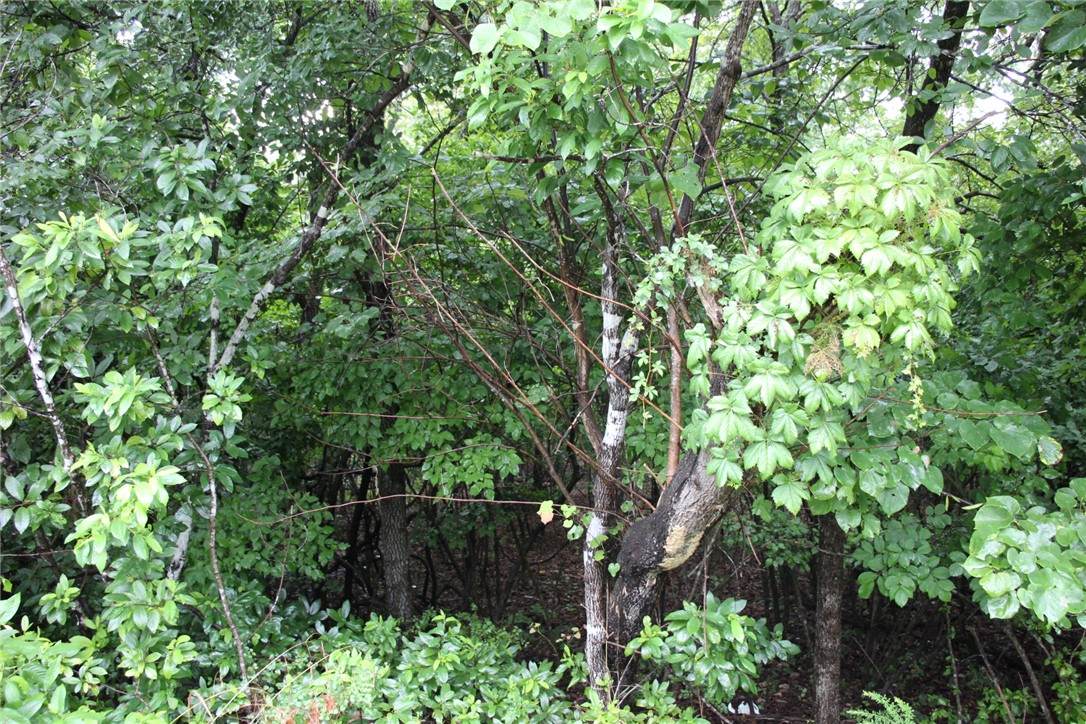 https://bt-photos.global.ssl.fastly.net/arkansas/orig_boomver_1_1355635-2.jpg
