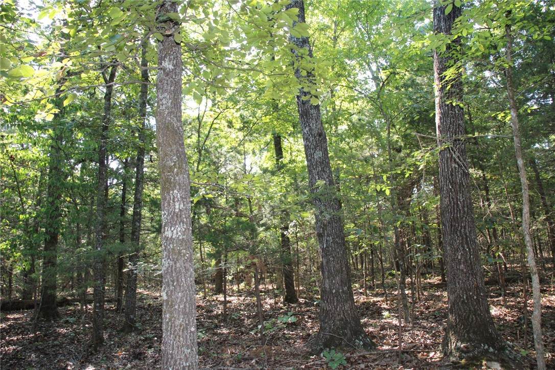 https://bt-photos.global.ssl.fastly.net/arkansas/orig_boomver_1_1360690-2.jpg