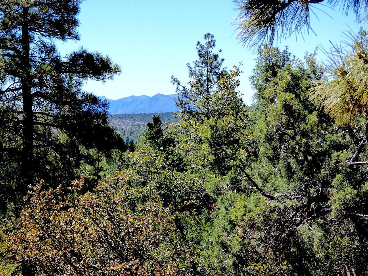 6234 Pinon Loop - Photo 1