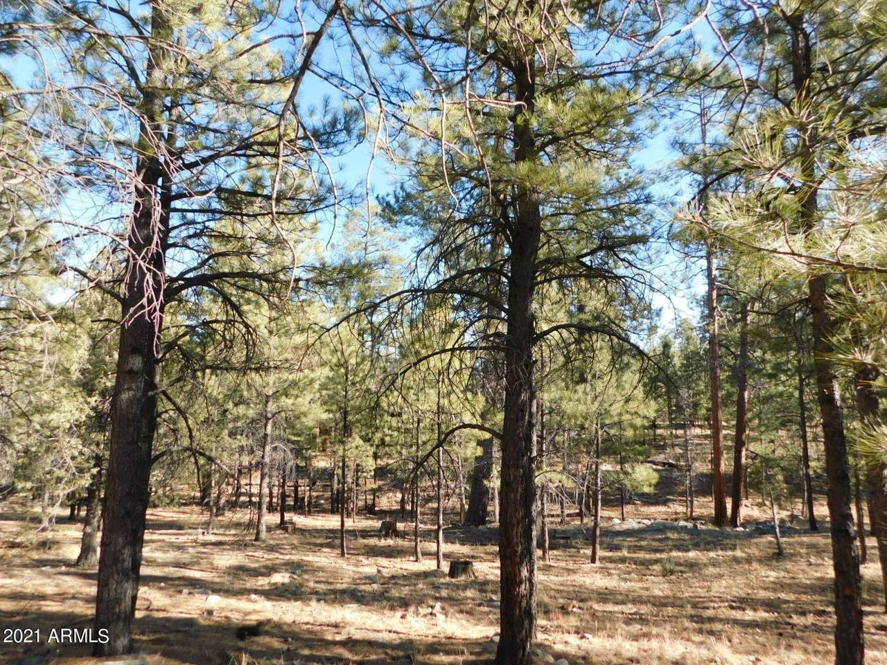2071 Pine Canyon Drive - Photo 1