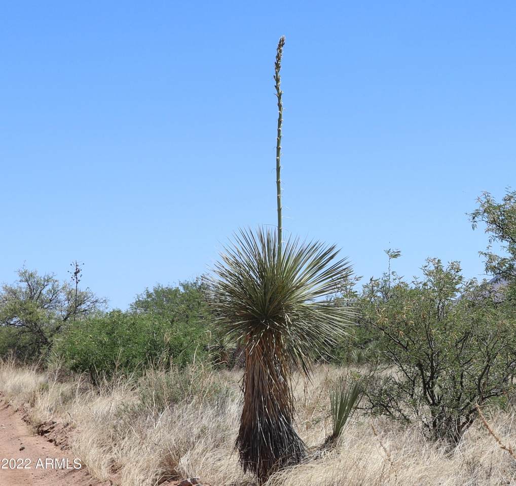Lot 34 Roadrunner Trail - Photo 1