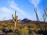15609 Javelina Trail - Photo 8