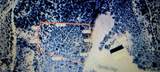 Lot 81 Apache Drive - Photo 4