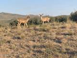 17545 Buck Horn Drive - Photo 21