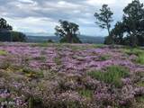 Lot 20 Mountain Pine Road - Photo 8