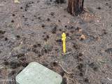 40 Timber Ridge Loop - Photo 8