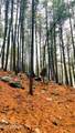 5131 Forest Service Road 137A Road - Photo 12