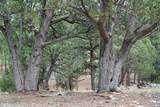 283 Lookout Trail - Photo 7