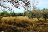 10 Acres Roadrunner Lot E Lane - Photo 34