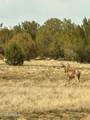 0 Mile High Rd Lot A 10 Acres - Photo 20