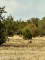 0 Mile High Rd Lot A 10 Acres - Photo 22