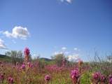 X20 Horseshoe Trail - Photo 3